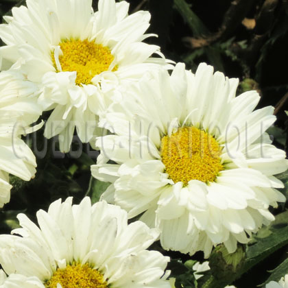 image de Leucanthemum x superbum Victorian Secret