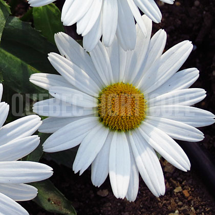 image de Leucanthemum x superbum White Mountain