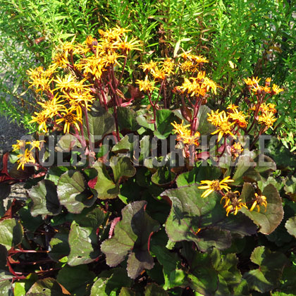 image de Ligularia dentata Britt-Mary Crawford