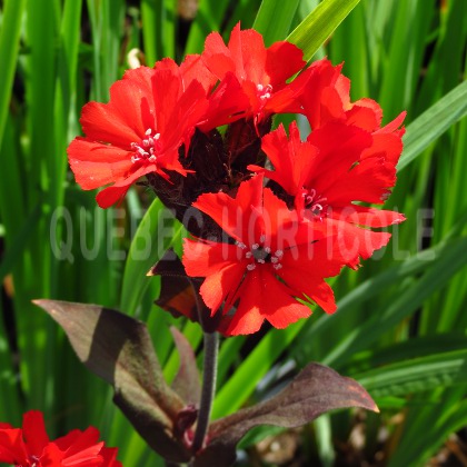 image de Lychnis x Molten Lava