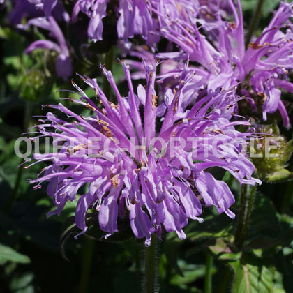 image de Monarda Blue Moon