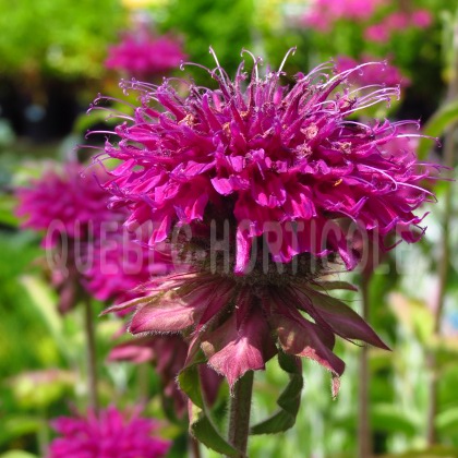 image de Monarda Purple Rooster