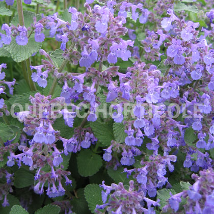 image de Nepeta Cat's Pajamas