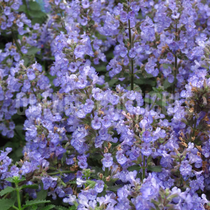 image de Nepeta x faassenii Purrsian Blue