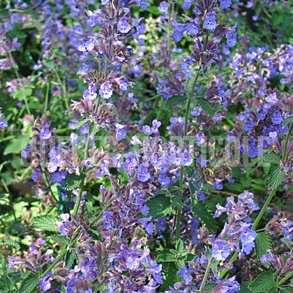 image de Nepeta faassenii Walker's Low