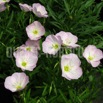 image de Oenothera speciosa Siskiyou