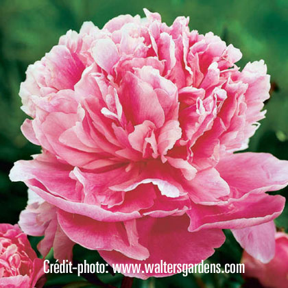 image de Paeonia Doctor Alexander Fleming