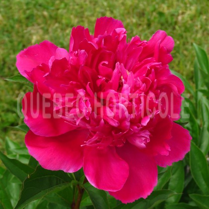 image de Paeonia Big Ben