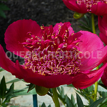 image de Paeonia Bordeaux