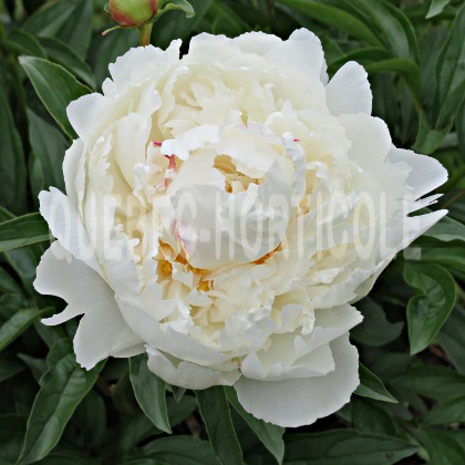 image de Paeonia Bowl of Cream