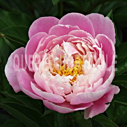 image de Paeonia Catharina Fontijn