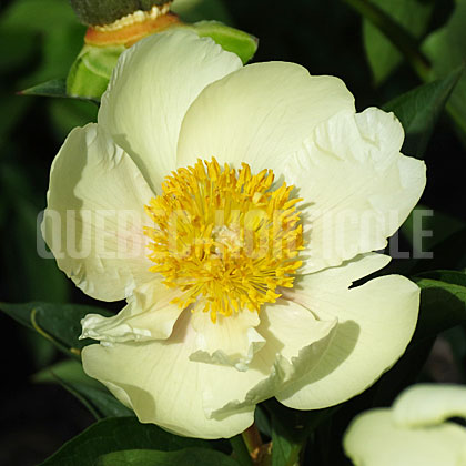 image de Paeonia Claire de Lune