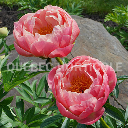 image de Paeonia Coral Charm