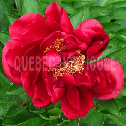 image de Paeonia Dandy Dan