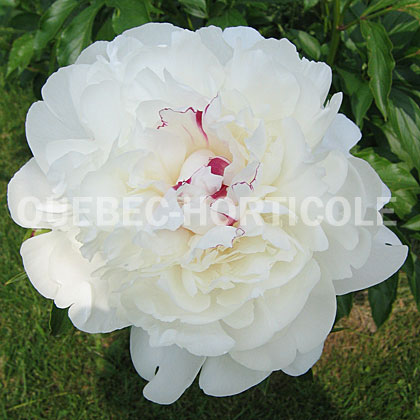 image de Paeonia Festiva Maxima