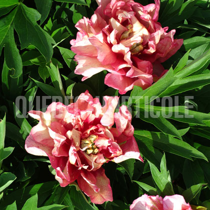 image de Paeonia Hillary