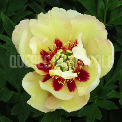 image de Paeonia Pastel Splender