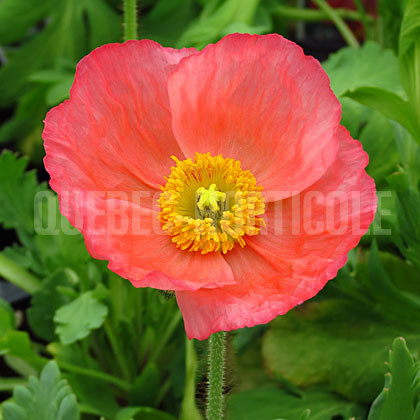 image de Papaver nudicaule série Champagne Bubbles