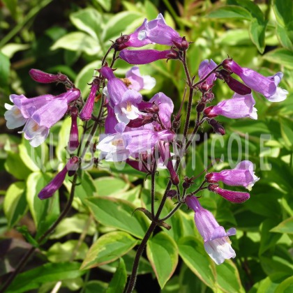 image de Penstemon Prairie Twilight