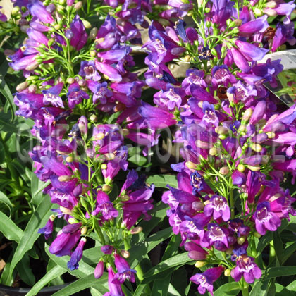 image de Penstemon Purple Riding Hood