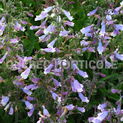 image de Penstemon hirsutus 