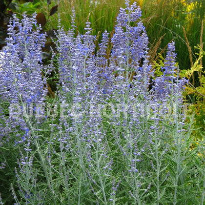 image de Perovskia atriplicifolia Blue Jean Baby