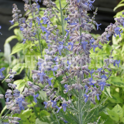 image de Perovskia atriplicifolia Peek-a-Blue