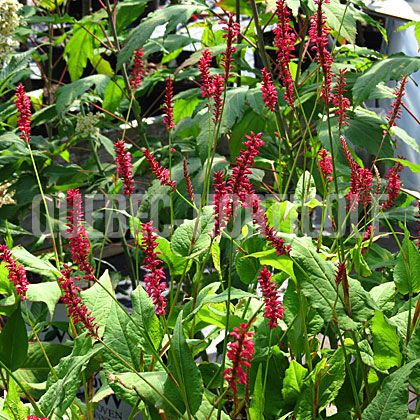 image de Persicaria amplexicaulis Firetail