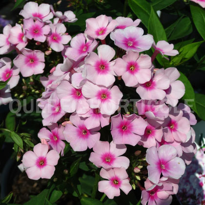 image de Phlox paniculata Bright Eyes