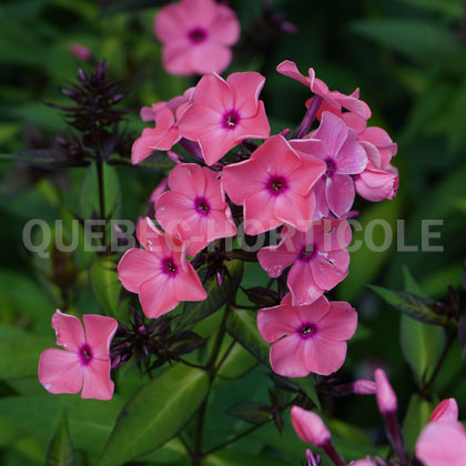 image de Phlox paniculata Coral Crème Drop™