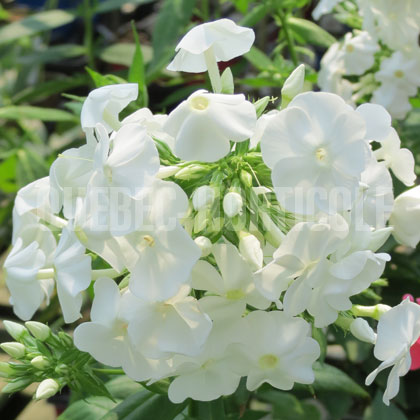 image de Phlox paniculata David