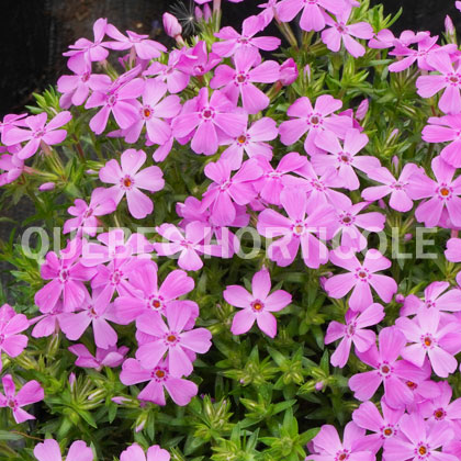 image de Phlox subulata Drummond’s Pink