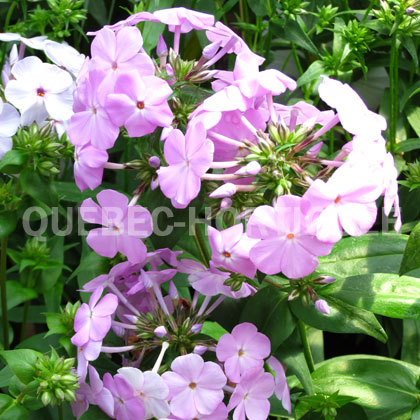 image de Phlox Fashionably Early Princess