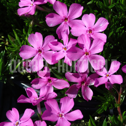 image de Phlox subulata Emerald Cushion