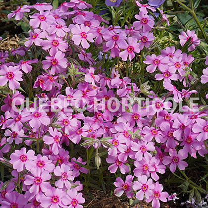 image de Phlox subulata Eye Caramba