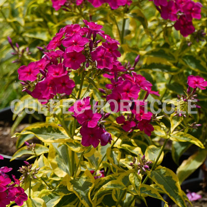 image de Phlox paniculata Goldmine Improved