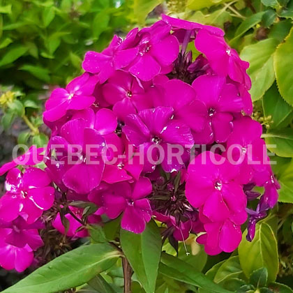 image de Phlox paniculata Luminary™ Ultraviolet