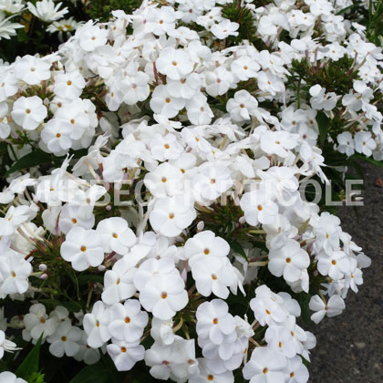 image de Phlox Minnie Pearl