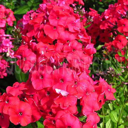 image de Phlox paniculata Red Riding Hood