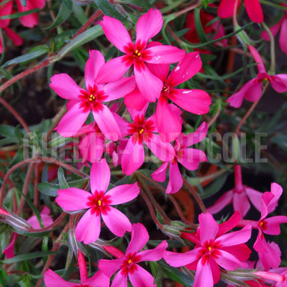 image de Phlox subulata Red Wings