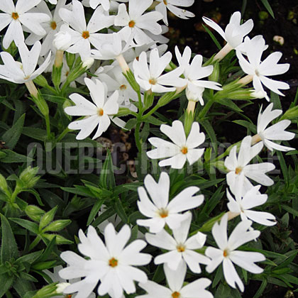 image de Phlox subulata Snowflake