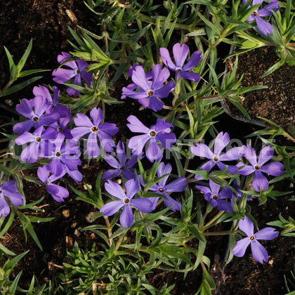 image de Phlox Violet Pinwheels