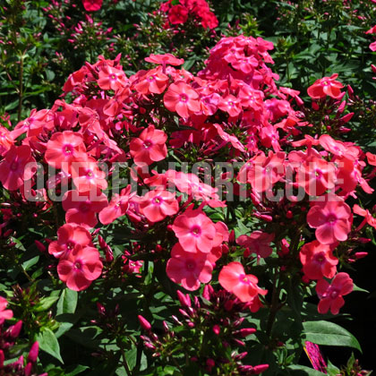 image de Phlox paniculata Glamour Girl