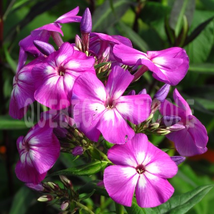 image de Phlox paniculata Purple Kiss