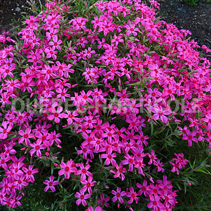 image de Phlox subulata Red Wings