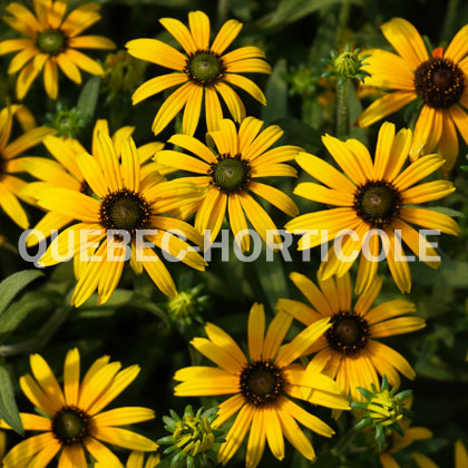 image de Rudbeckia American Gold Rush