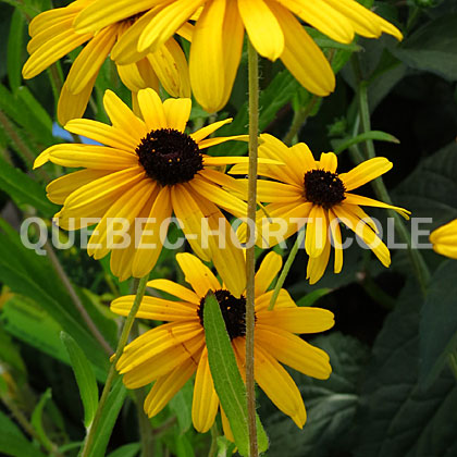 image de Rudbeckia fulgida Viette's Little Suzy™