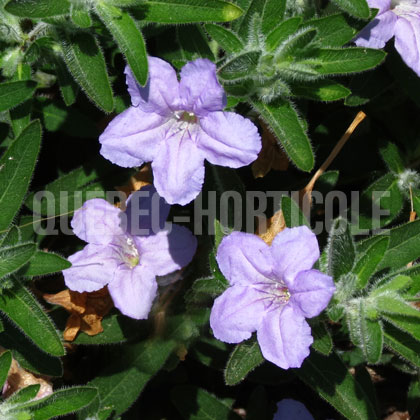 image de Ruellia humilis 