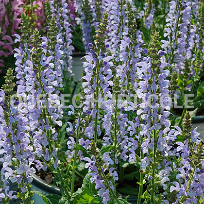 image de Salvia nemorosa Crystal Blue