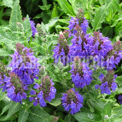 image de Salvia nemorosa Marcus